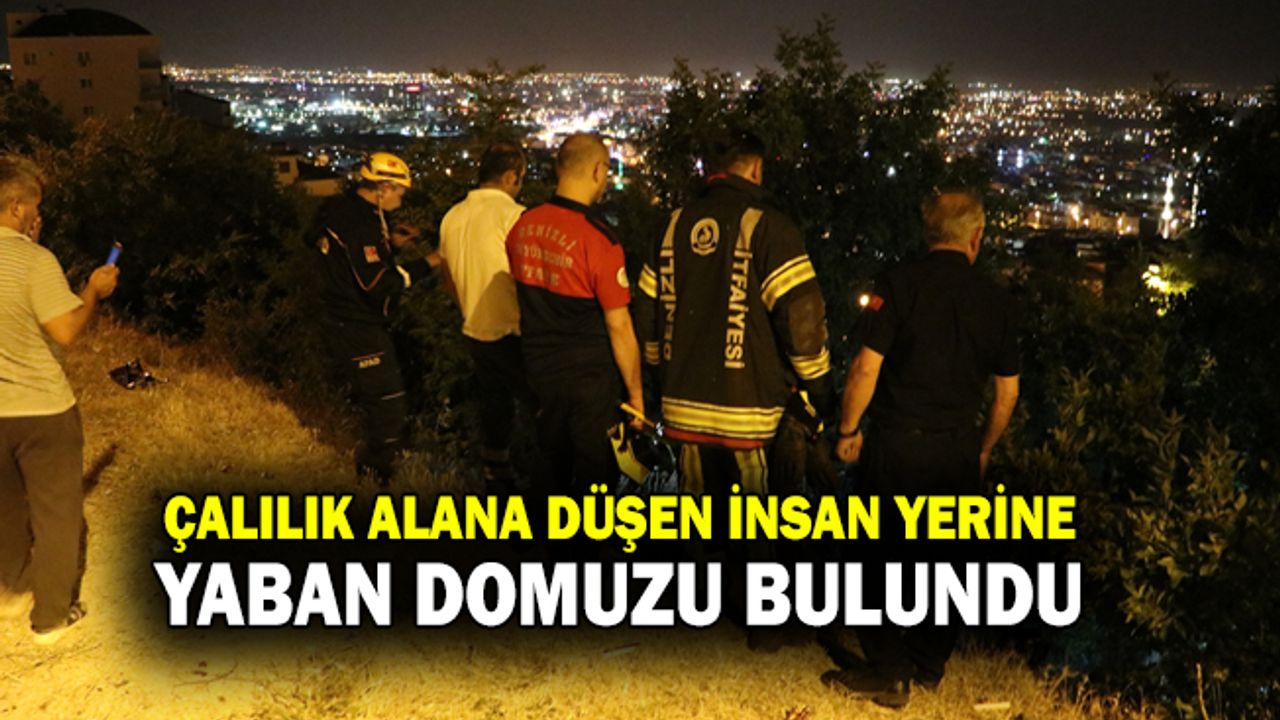 Çalılık Alana Düşen İnsan Yerine Yaban Domuzu Bulundu