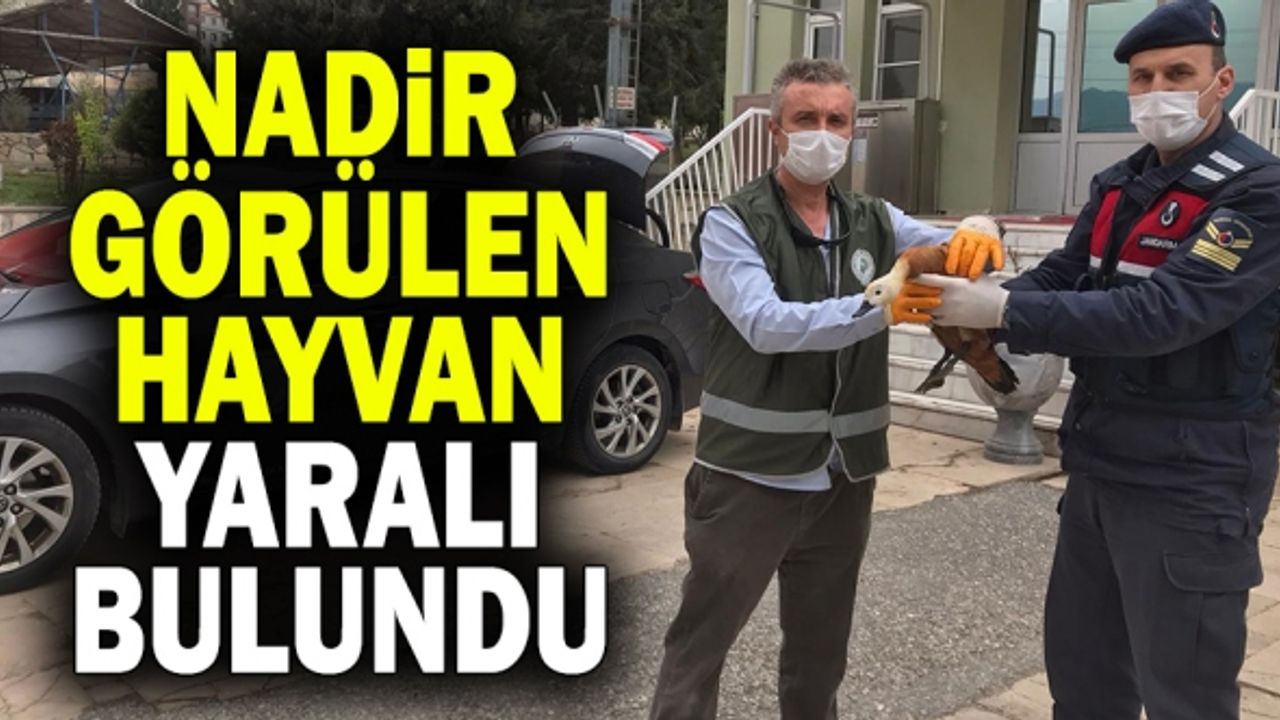 Nadir Görülen Hayvan Yaralı Bulundu