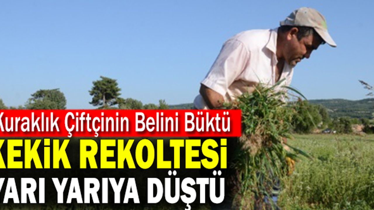 Denizli’de Kekik Rekoltesi Yarı Yarıya Düştü