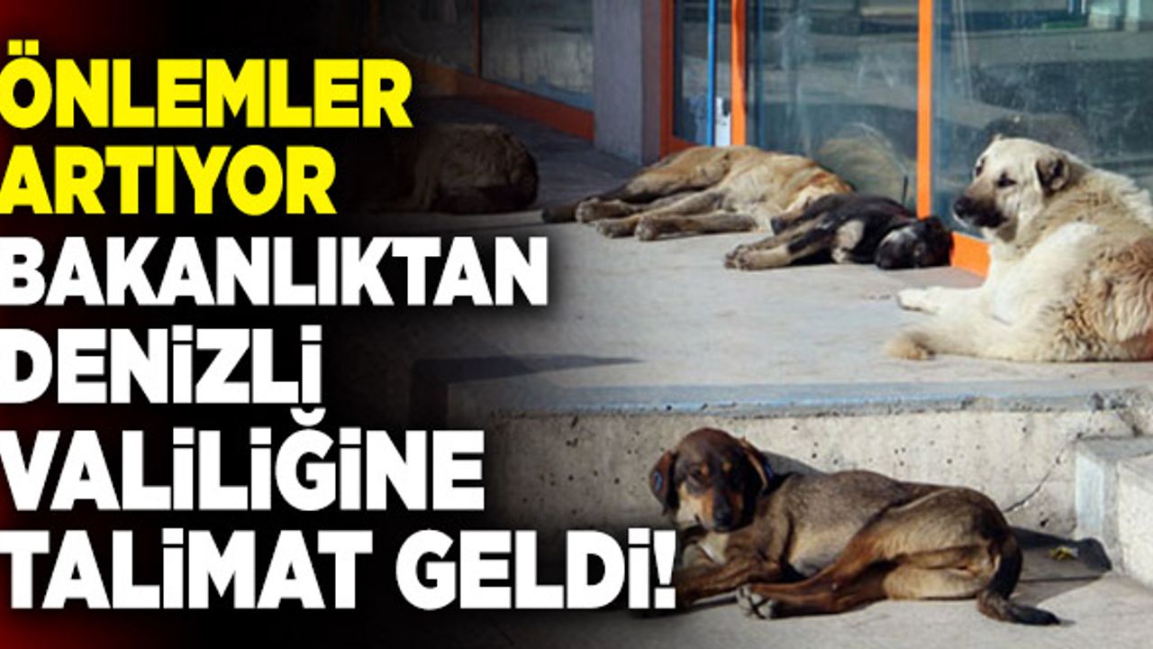 Başıboş Sokak Hayvanları İçin Denizli’ye Genelge Gönderildi