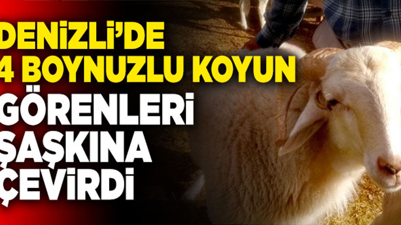 Denizli’de 4 Boynuzlu Koyun Görenleri Şaşkına Çevirdi