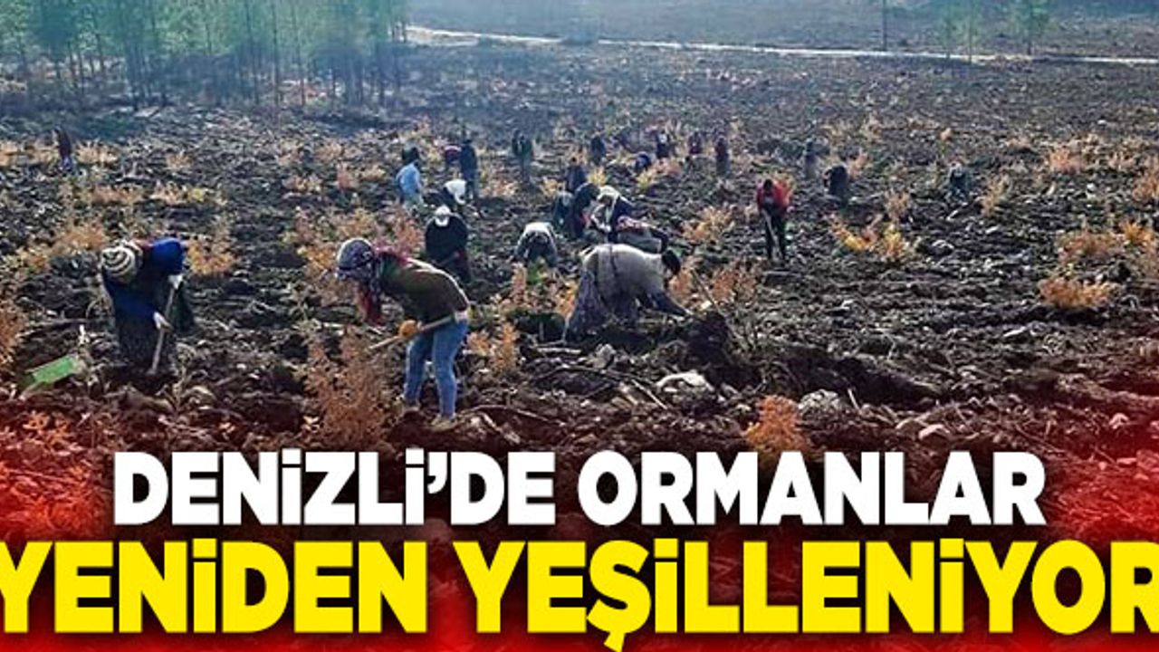 Denizli’de Ormanlar Yeniden Yeşilleniyor