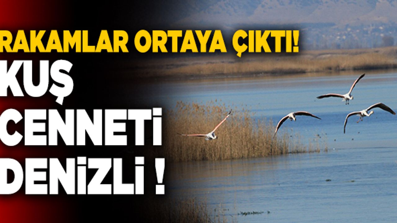 Denizli Kuş Cenneti! Rakamlar Ortaya Çıktı…