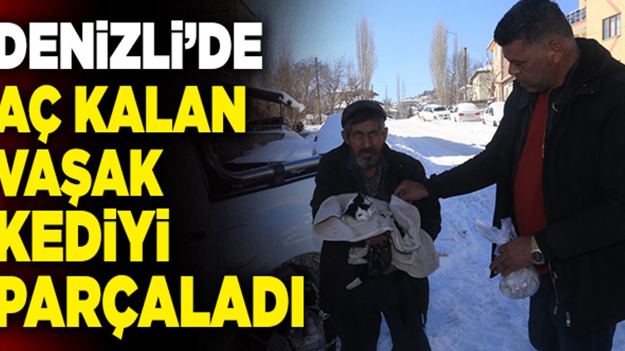 Denizli’de Aç Kalan Vaşak Kediyi Parçaladı