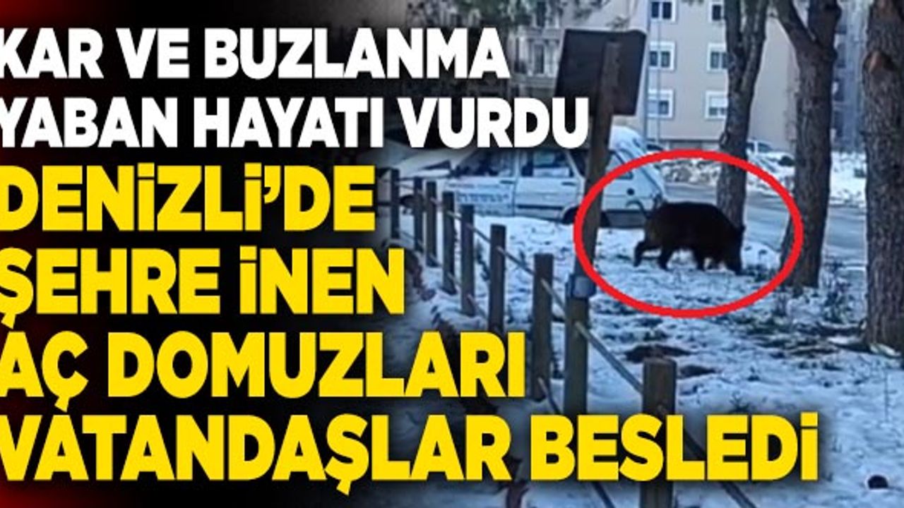 Denizli’de Şehre İnen Aç Domuzları Vatandaşlar Besledi