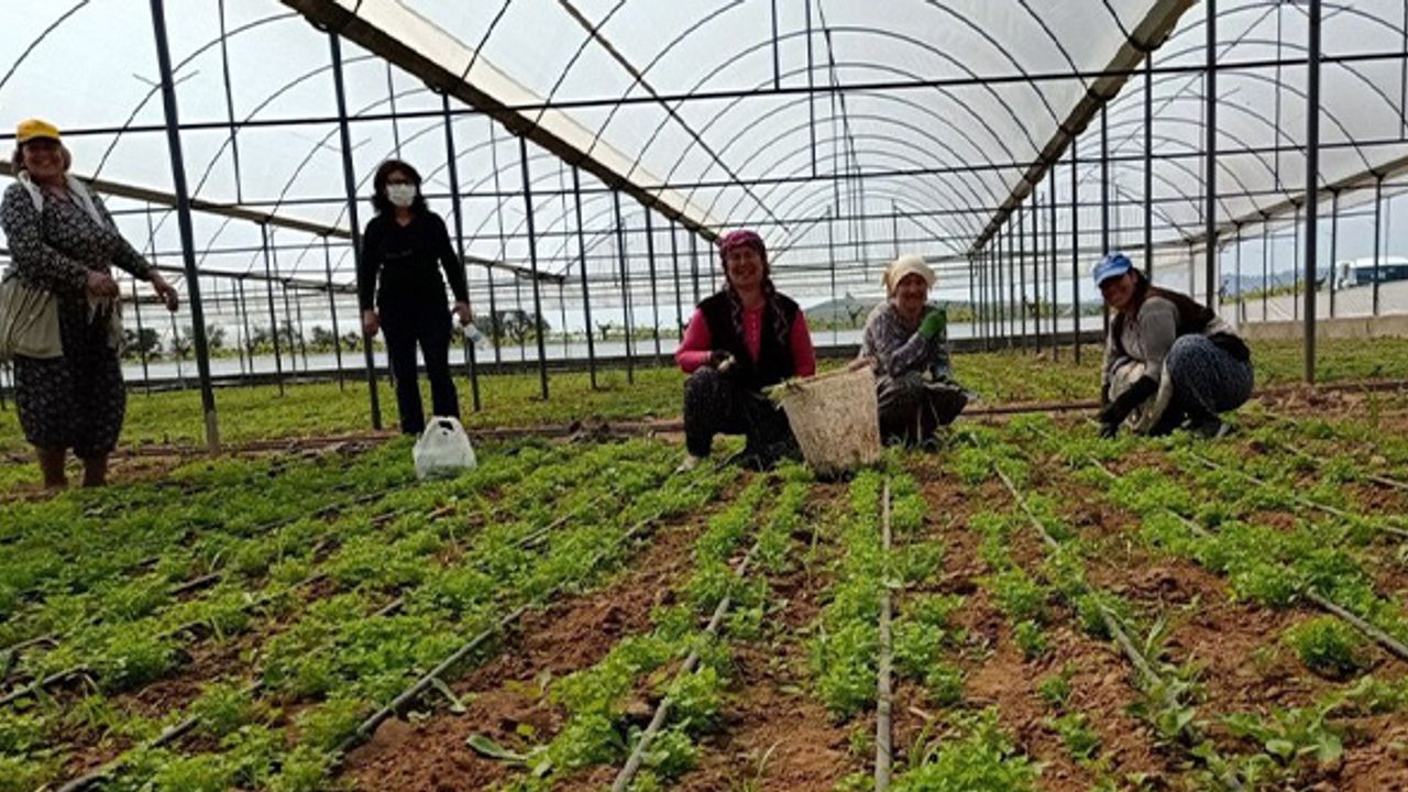 Çameli Seracılık Alanında Denizli’de İlk Sıraya Oturdu