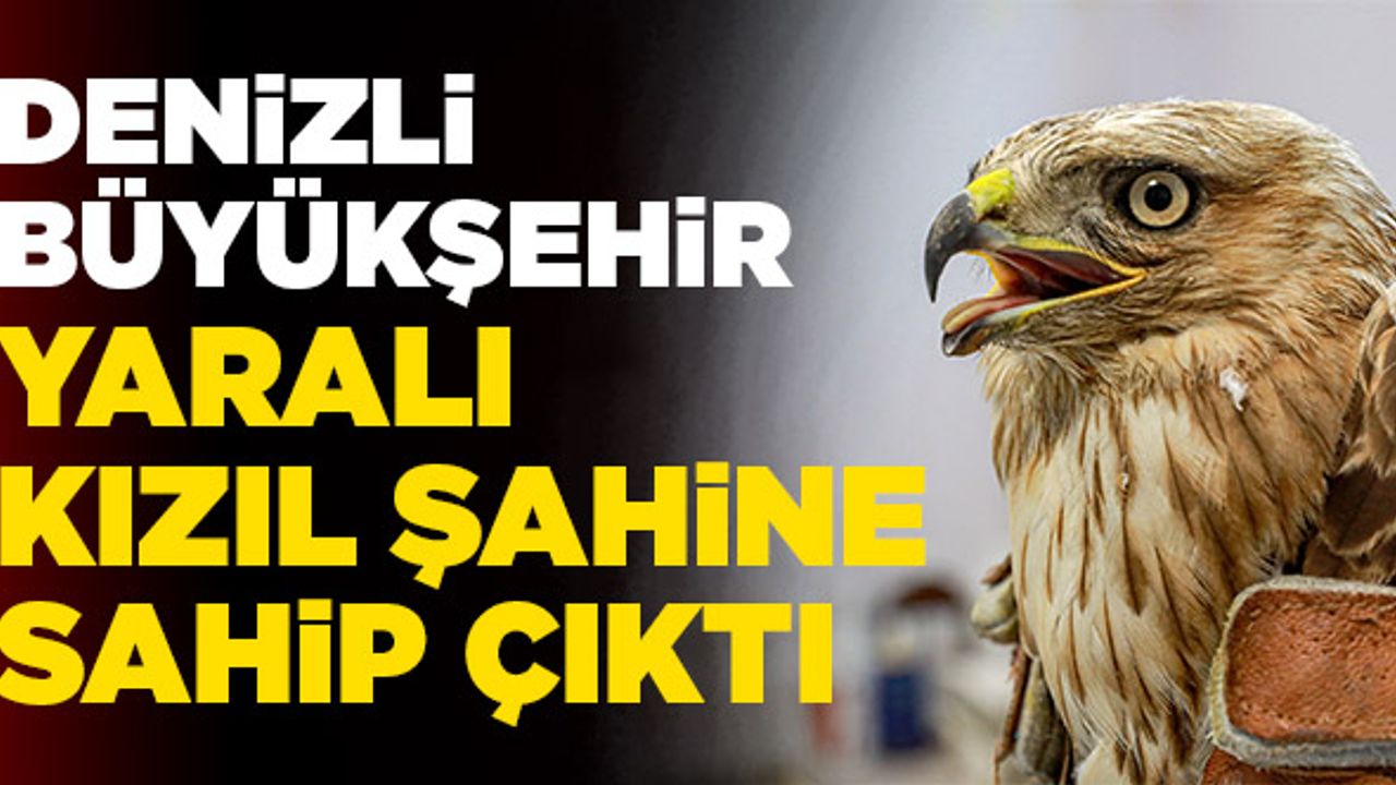 Denizli Büyükşehir Yaralı Kızıl Şahine Sahip Çıktı