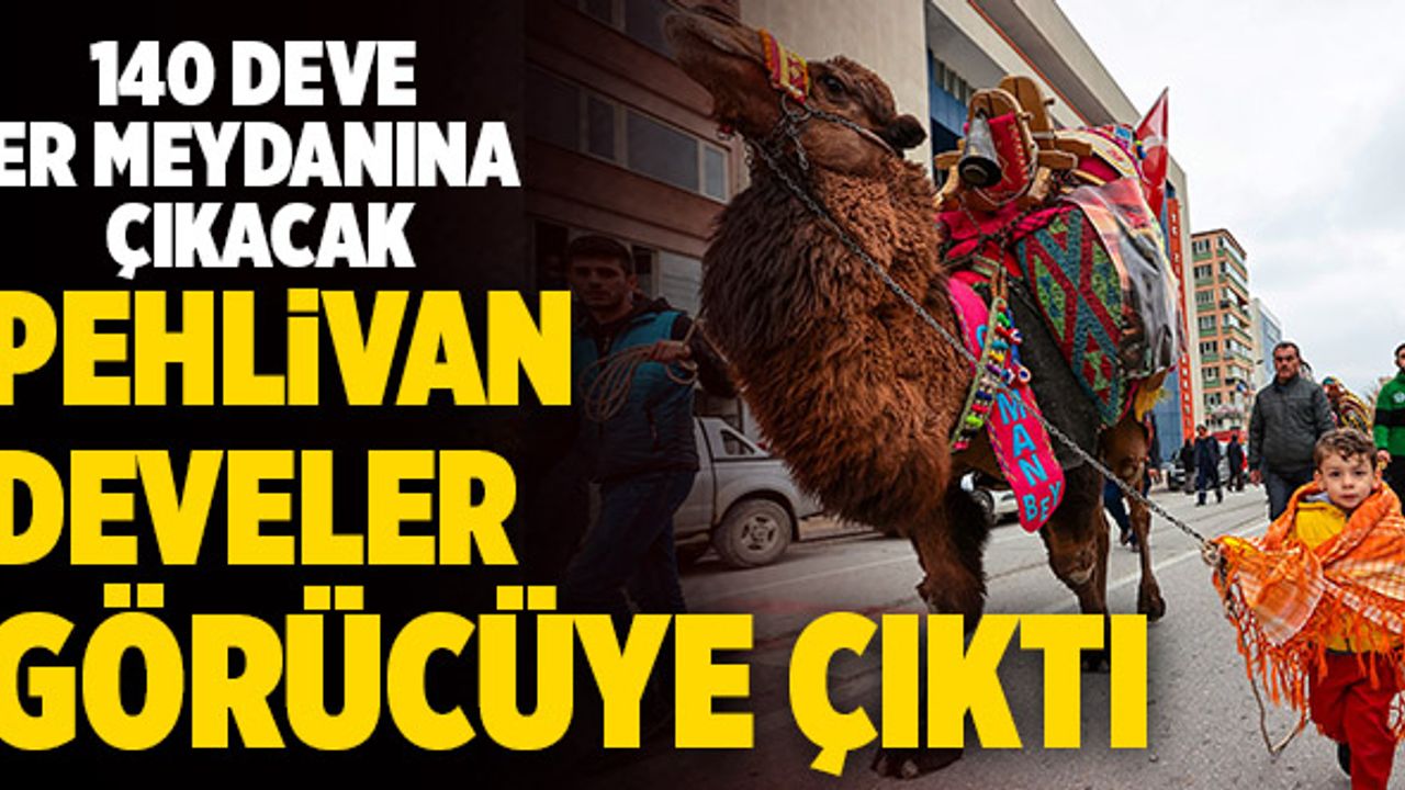 Denizli’de Pehlivan Develer Görücüye Çıktı
