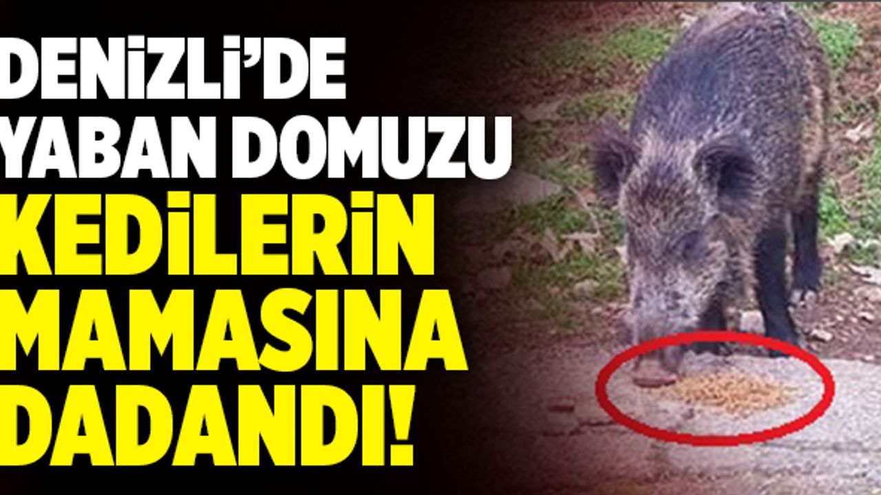 Denizli’de Yaban Domuzu Kedilerin Mamasına Dadandı!