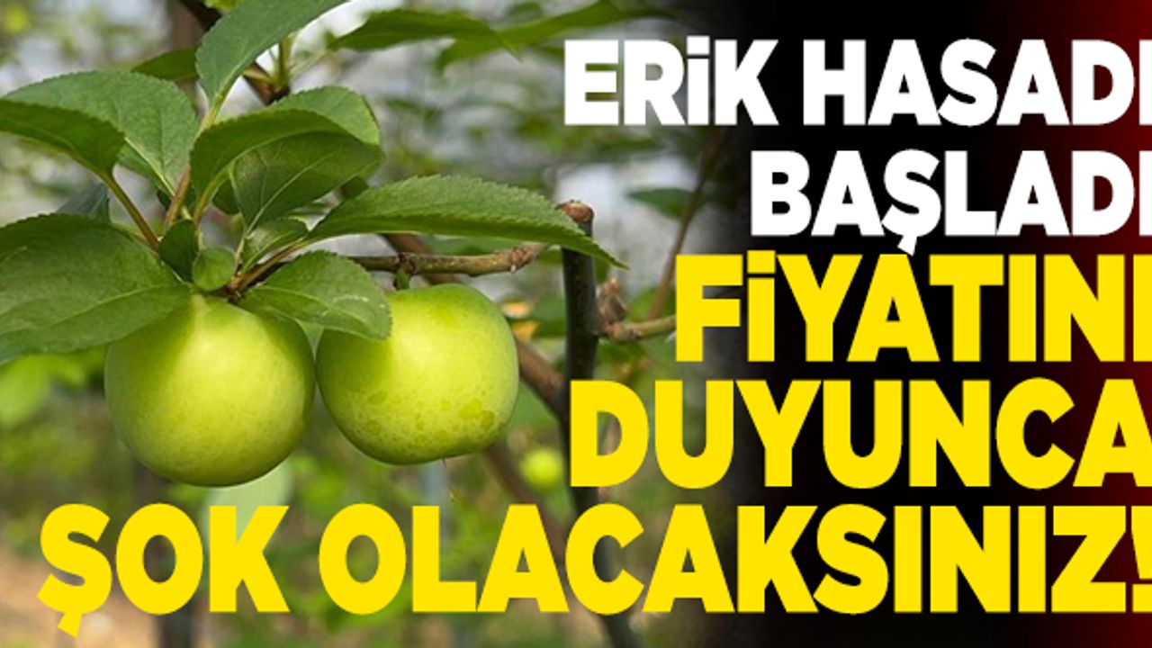 Erik Tane İle Satılıyor… Fiyatını Duyunca Şok Olacaksınız!