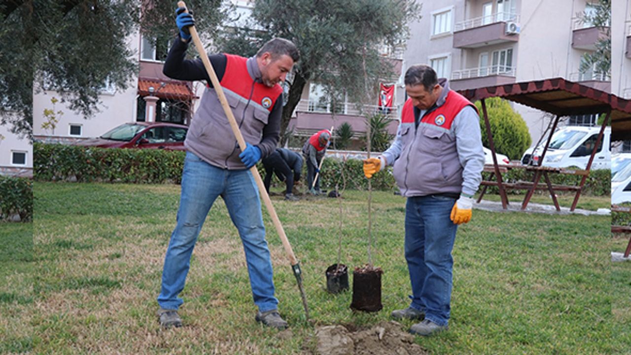 Sarayköy’de Fidan Dikim Çalışmaları Sürüyor