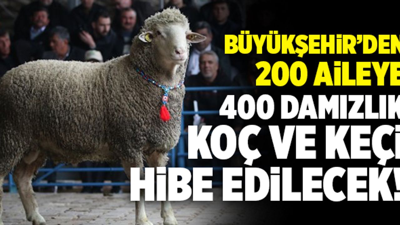 Büyükşehir’den 200 Aileye 400 Damızlık Koç Ve Keçi Hibe Edilecek!