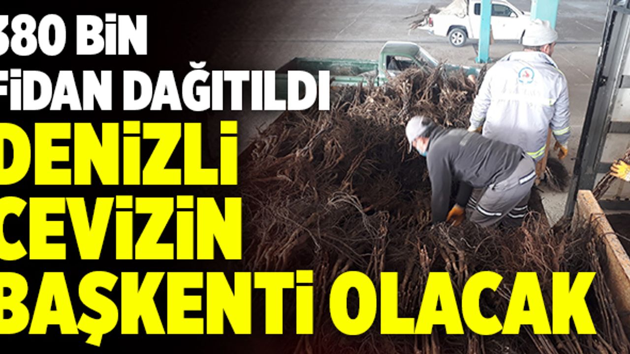 Denizli’de 380 Bin Ceviz Fidanı Dağıtıldı