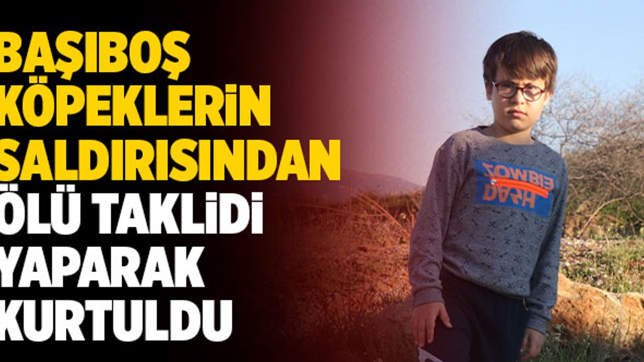 Başıboş Köpeklerin Saldırısından Ölü Taklidi Yaparak Kurtuldu