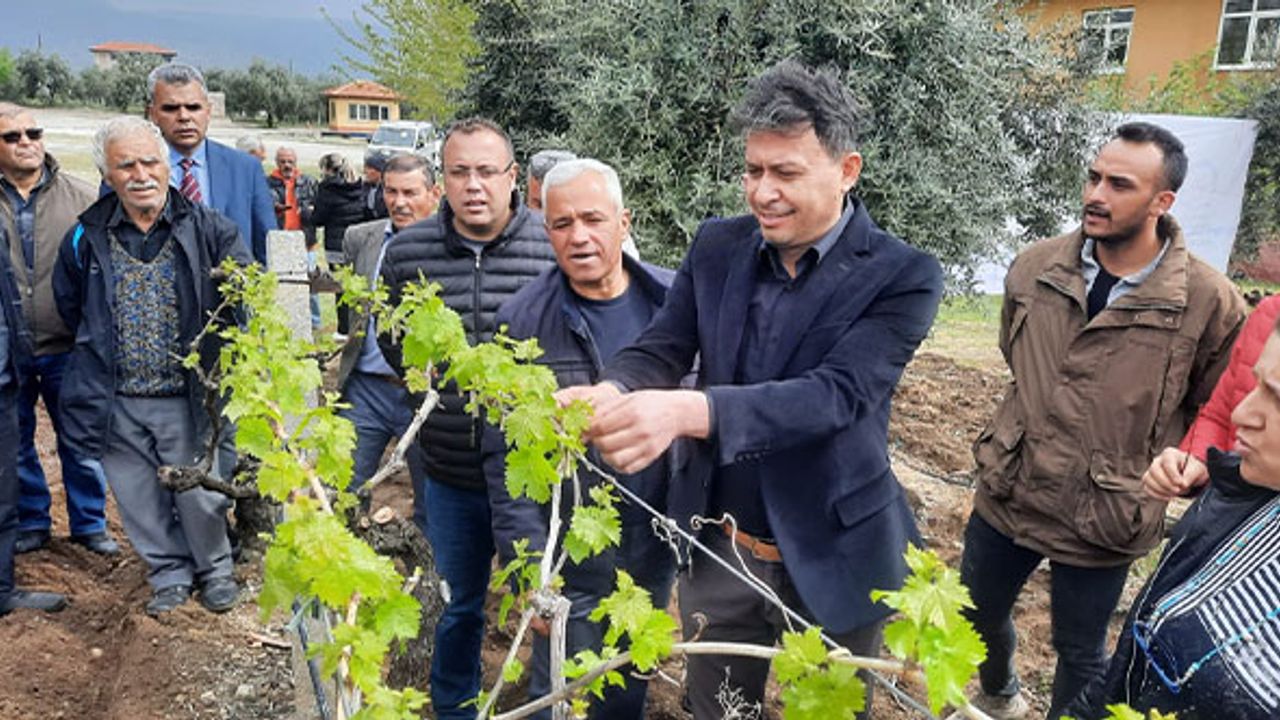 Denizli Büyükşehir Belediyesinden Üzüm Üreticilerine Büyük Destek