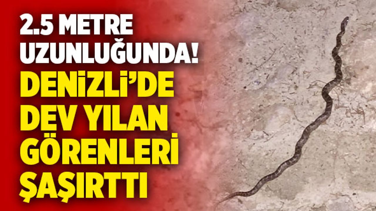 Denizli’de Dev Yılan Görenleri Şaşırttı