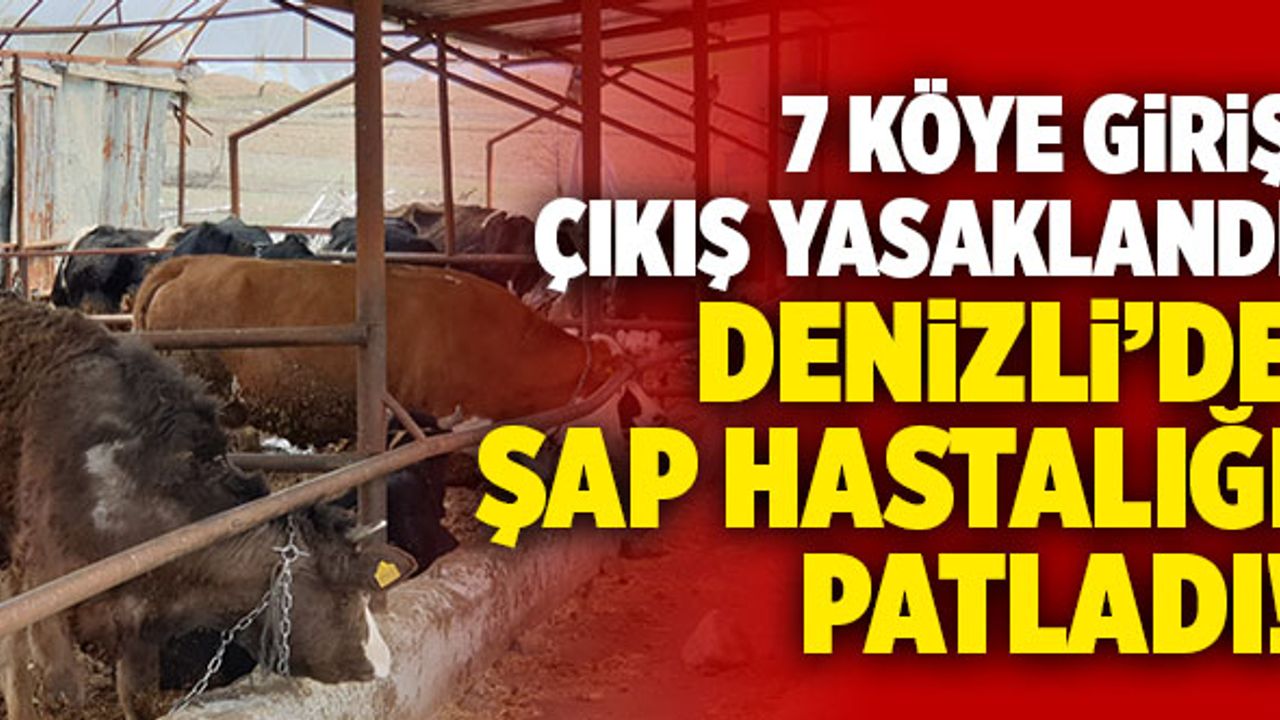 Denizli’de Şap Hastalığı Patladı! 7 Köye Giriş Çıkış Yasaklandı