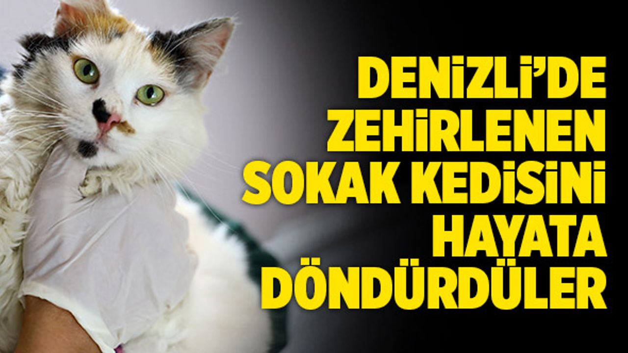 Denizli’de Zehirlenen Sokak Kedisini Hayata Döndürdüler