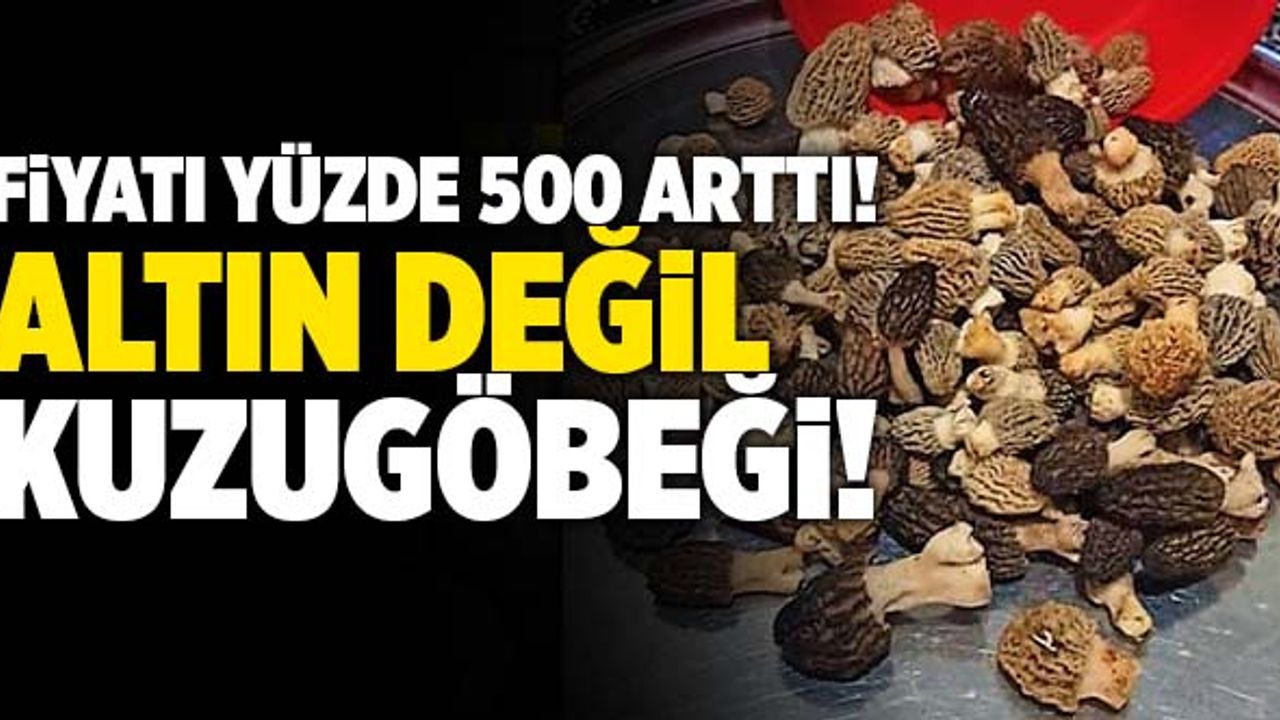 Denizli’de Kuzugöbeğinin Fiyatı Altınla Yarışıyor!