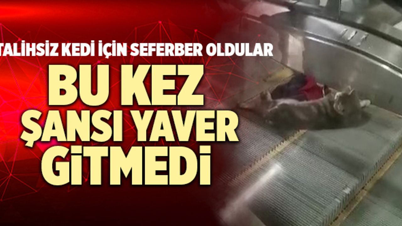 Bu Kez Şansı Yaver Gitmedi! Talihsiz Kedi İçin Seferber Oldular