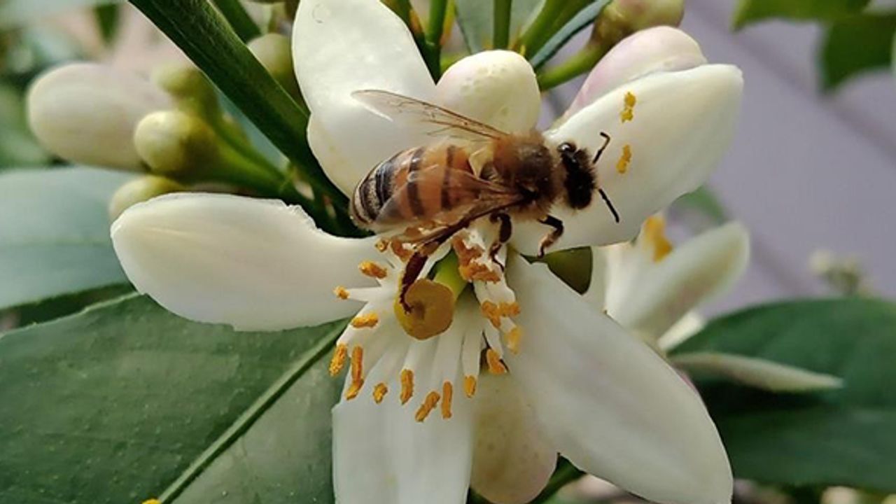 Arıcılar Bağ Ve Bahçeler İçin İlaçlama Uyarısı Yaptı