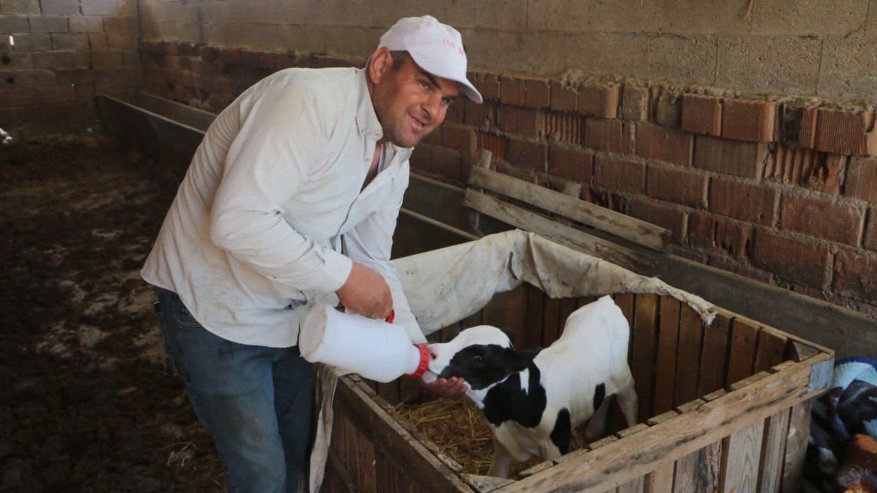 6 Aylık Doğan Buzağıya Bebek Gibi Bakıyor