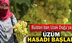 Buldan’dan Uzak Doğu’ya Üzüm Hasadı Başladı