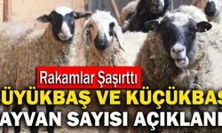 Büyükbaş Ve Küçükbaş Hayvan Sayısı Açıklandı