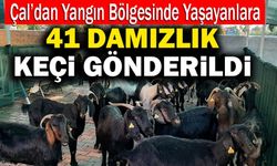 Çal’dan Yangın Bölgesinde Yaşayanlara 41 Damızlık Keçi Gönderildi