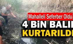 Çameli’de 4 Bin Balık Telef Olmaktan Kurtarıldı!