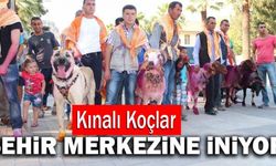 Denizli’de Kınalı Koçlar Şehir Merkezine İniyor