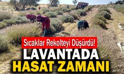 ‘Mor Deniz’ Lavantada Hasat Zamanı