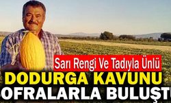Sarı Rengi Ve Tadıyla Ünlü Dodurga Kavunu Sofralarla Buluştu