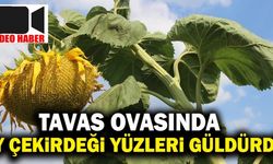Tavas Ovasında Ay Çekirdeği Yüzleri Güldürdü