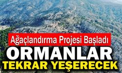 Tavas Ve Buldan’da Yanan Ormanlar Tekrar Yeşerecek