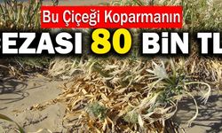 Bu Çiçeği Koparmanın Cezası 80 Bin TL!