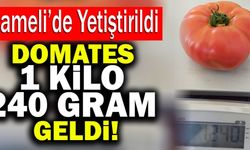 Çameli’de Organik Yetiştirilen Domates 1 Kilo 240 Gram Geldi!