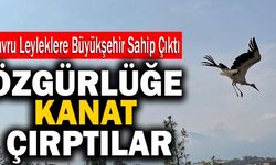 Yavru Leyleklere Denizli Büyükşehir Sahip Çıktı