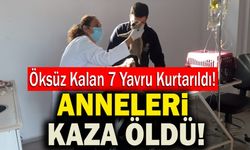 Anneleri Kazada Ölen 7 Yavru Kurtarıldı!