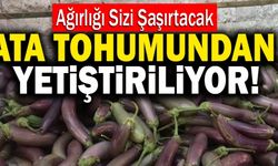 Buldan’da Ata Tohumundan Yetiştirilen Patlıcanlar 6 Ay Çürümüyor!