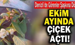 Denizli’de Kiraz Ağacı Ekim Ayında Çiçek Açtı!