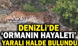 Denizli’de Ormanın Hayaleti Yaralı Halde Bulundu