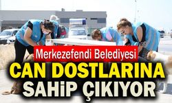 Merkezefendi Belediyesi Can Dostlarına Sahip Çıkıyor