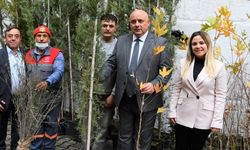 Buldan’a Hibe Fidan Desteği Sürüyor