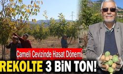 Çameli Cevizinde 3 Bin Ton Rekolte Bekleniyor