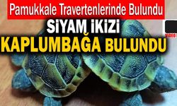 Pamukkale Travertenlerinde Siyam İkizi Kaplumbağa Bulundu