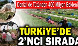 Tütün Üretiminde Türkiye İkincisi Olan Denizli’de Bu Yıl Beklenti 400 Milyon Lira!