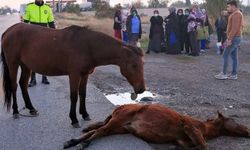 Anne At Kazada Ölen Yavrusunun Başından Ayrılamadı