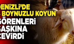 Denizli’de 4 Boynuzlu Koyun Görenleri Şaşkına Çevirdi