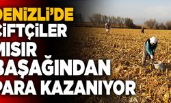 Denizli’de Çiftçiler Mısır Başağından Para Kazanıyor
